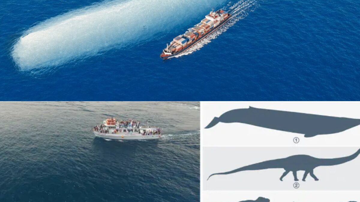 How Big Do Blue Whales Actually Get?