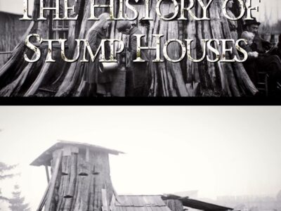The History of Stump Houses