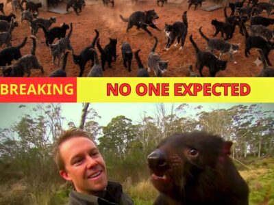 Australia Releases THE LARGEST CARNIVOROUS MARSUPIAL – What Happened Next To Feral Cats