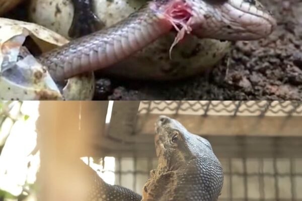 Japanese Placed a Snake Killer Inside the Eggs of Invasive Snakes