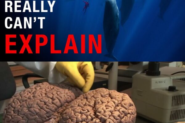 Nothing About Sperm Whales Is Normal… Here’s Why