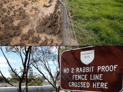 Australia Farmers Found a Genius Way to Stop the Invasion of 10 Billion Rabbits