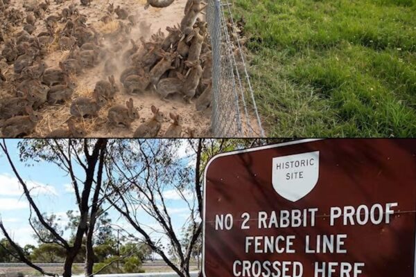Australia Farmers Found a Genius Way to Stop the Invasion of 10 Billion Rabbits