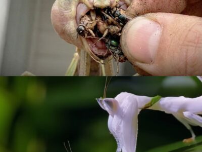 Why Praying Mantises Are Killed After They Eat