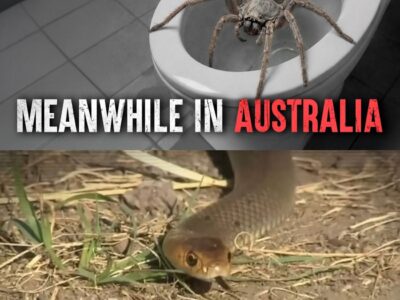Australia’s Deadliest Animal Attacks