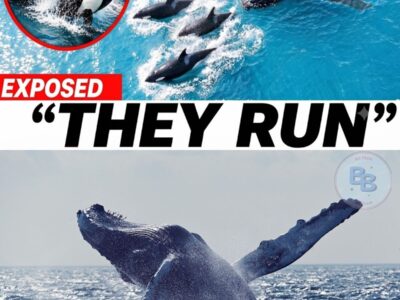 Why the deadliest predator in Ocean is Terrified of Humpback Whales