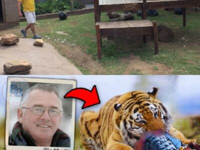 Proof Again That Tigers Are NOT Pets! Norman Buwalda Fatally Injured