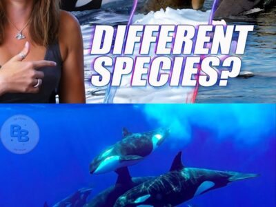 Can Scientists Use AI to Talk to Whales?