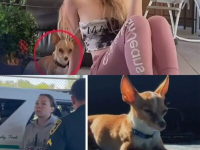 Florida Woman Locked Up for Posting Sex Acts with Dogs on Instagram