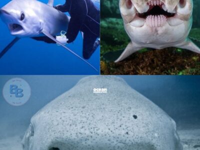 Why These Sharks Completely Destroy the Stereotype