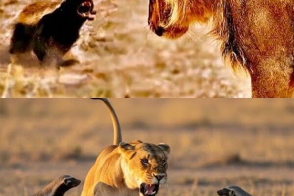Why Honey Badgers Don’t Fear God or Lions
